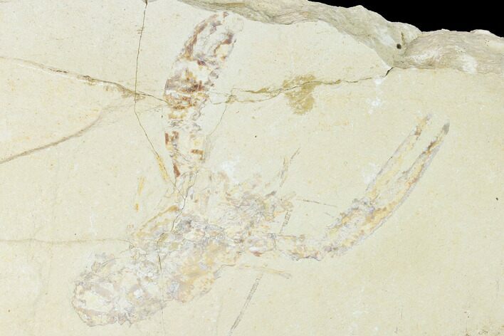 Cretaceous Lobster (Pseudostacus) Fossil - Lebanon #147087